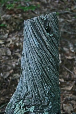 Twisted Chesnut Stump in Appalachians v tb0811fox.jpg