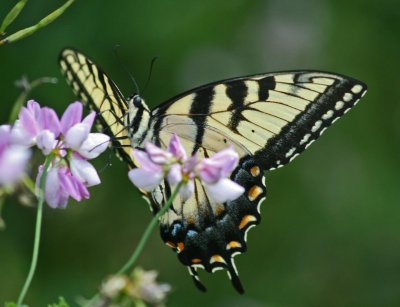 Tiger Swallowtail Butterfly on Flowering Fireweed tb0811hhr.jpg