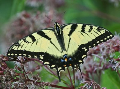 Flawless Tiger Swallowtail Butterfly Browsing Joe-Pye Weed tb0811hsx.jpg