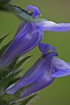 Twin Violet Great Lobelia Blooms v tb0811hgx.jpg