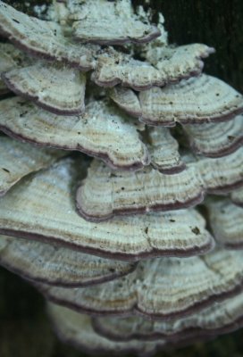 Gray Toothed Polypores on Decaying Oak Tree v tb0811kfr.jpg
