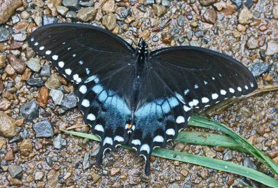 Eastern Black Swallowtail in Sandy Woodlot tb0811hdr.jpg