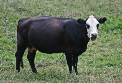 Oreo Cow Browsing in a Pocahontas Pasture tb0811hex.jpg