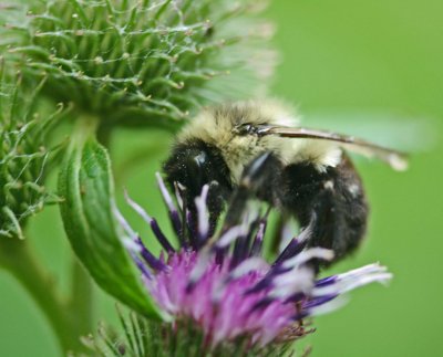 Bumblebee on Violet Burdock Flower tb0811kkr.jpg