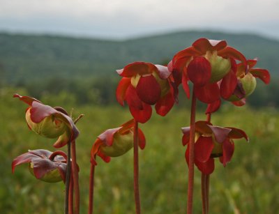 Pitcher Plants Standing Out in Cranberry Glades tb0811kax.jpg