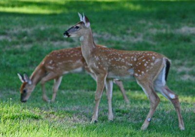 Mid Summer Yearling Whitetails in Mtn Meadow tb0911mfr.jpg