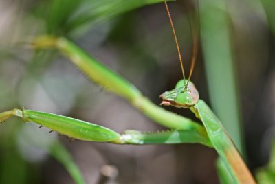 Praying Mantis Climbing Thru Sunny Foliage tb0911kox.jpg