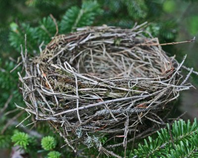 Last Seasons Birds Nest in Spruce Forest tb0911kwx.jpg