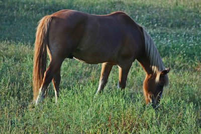 Majestic Brown Horse Browsing Mtn Meadow tb0811kjx.jpg