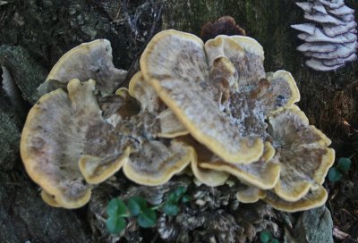 Large Tan and Small Gray Polypores on Oak Tree tb0911mqx.jpg
