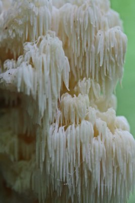 Close-up of Icicle Like Growth on Lions Mane Fungi v tb0911nhr.jpg