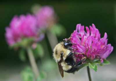 Bumblebee Browsing Pink Clover in Woodlot tb0911mmr.jpg