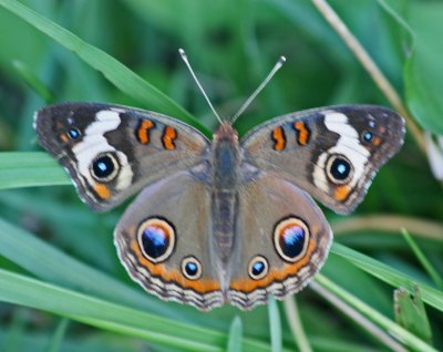 Spotted Buckeye Butterfly near Cranberry Glades tb0911npr.jpg