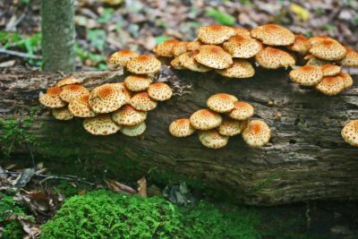 Scaly Pholiota Mushrooms Covering Poplar Log tb0911nwr.jpg