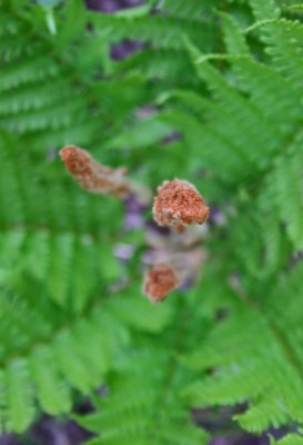 Over View Cinnamon Fern Seed Pods in Froms v tb0911mnr.jpg