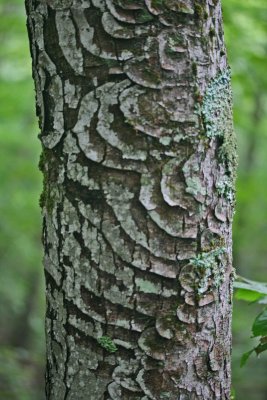 Unusual Patterns on Maple Bark v tb0911ner.jpg