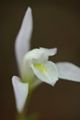 Solitary White Three Birds Orchid Flowering v tb0911kmx.jpg