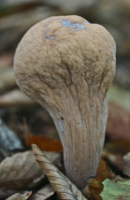 Flat Topped Fairy Club Fungi in Mtns tb0911nxi.jpg