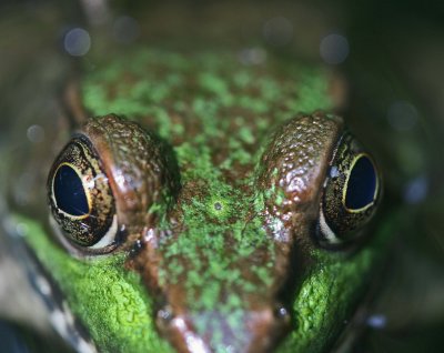 Woodland Green Frog Facial Shot tb0911nhr.jpg