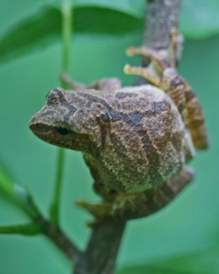 Cresta Tree Frog Twisting on Branch v tb0911nkr.jpg