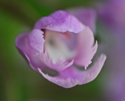 Single Burgeoning Purple Fringed Orchid Bloom tb0911nhx.jpg