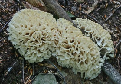 Clusters of Cauliflower Fungi in Mtn Woods tb0911njr.jpg