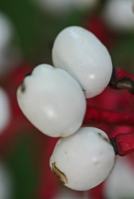 Colorful Baneberries in Late Summer Mtns v tb0911ntr.jpg