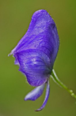 Profile Shot of Purple Monks Hood Flower v tb0911nox.jpg