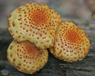 Golden Scaly Photiola Mushrooms Mtn Woods tb0911pir.jpg