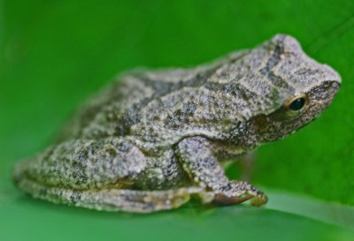 Cresta Crucifer Frog Affixed to Poplar Leaf tb0911nwx.jpg