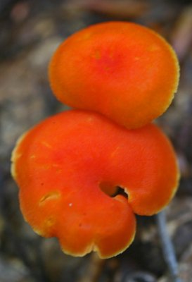 Orange Waxy Caps in Appalachians v tb0911phr.jpg