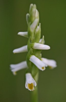 Sp Lucida Orchid Early Bloom in Appalachia v tb0911mkr.jpg