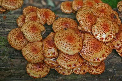 Population of Scaly Photiola Mushrooms on Log tb0911pcx.jpg