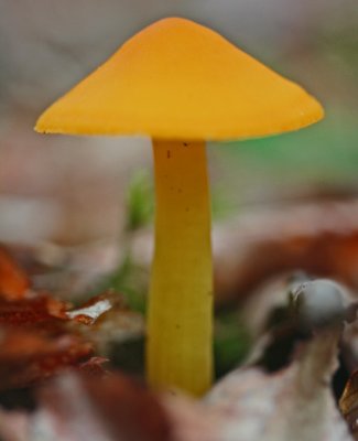Yellow-Orange Parasol Shaped Mushroom v tb0911pjx.jpg