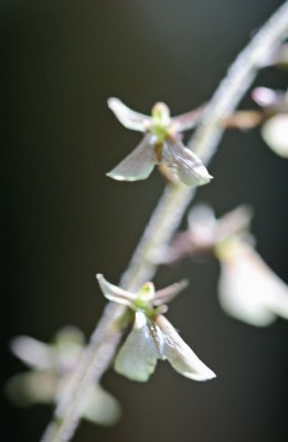 Sunny Smalli Orchid Blooms in Cranberry Glades v tb0711esr.jpg