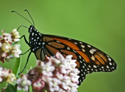 Monarch Butterfly Profile on Wildflowers tb0811ggr.jpg