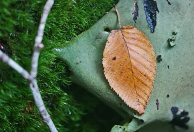 Rock Tripe Moss and Leaf on Mtn Sandstone tb0911xpf.jpg
