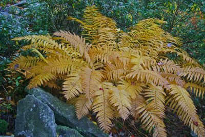 Cinnamon Ferns Maturing in Black Mtn Woods tb0911tdr.jpg