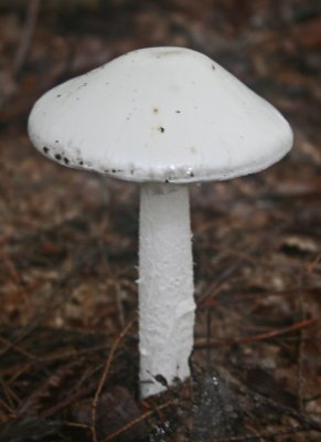 Large White Mushroom Rich WV Woods v tb0911tsr.jpg
