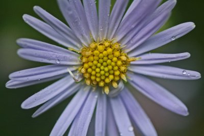 Panicled Aster with Vibrant Rays Extended tb0911tar.jpg
