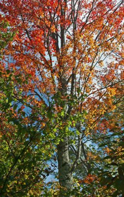 Marvelous Maple Early Autumn in Appalachians tb0911tox.jpg