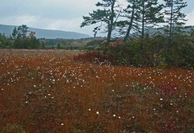 Cotton Grass and Spruce Islands in Overcast Big Glade tb0911tsx.jpg