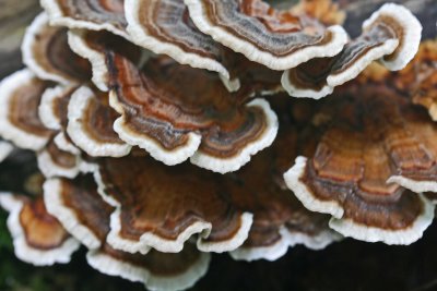 Colorful Turkey Tails in Moist Mtns tb0911nfr.jpg