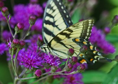 Tiger Swallowtail Cruising Ironweed Flowers tb1010slr.jpg