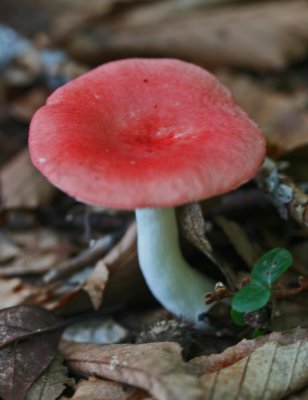 Red Mushroom and Wintergreen Leaves in Mature Forest v tb1010sir.jpg