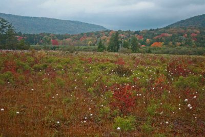 New Colors and Cotton Grass in Big Glade tb1010smr.jpg