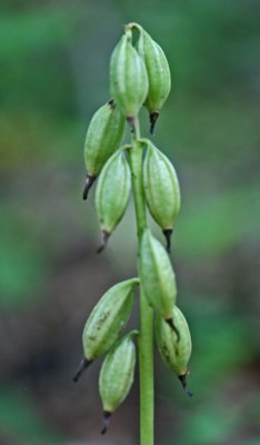 Applectrum Orchid Seed Pods Late Summer Mtns v tb0911pdr.jpg