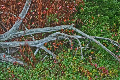 Random Wood Downed  among Spruce and Wild Cranberries tb1010sx.jpg