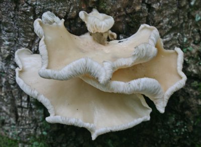 Oyster Shell Fungi with Curled Edges tb0911nbr.jpg
