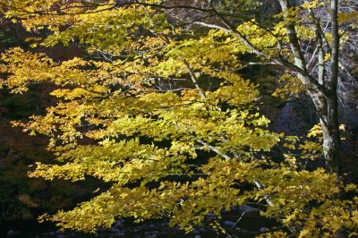 Sharp Yellow Maple Shines on Williams River tb1111ehr.jpg